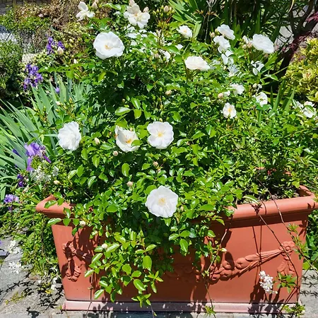 Casa Intignano - Con Terrazzo Vista