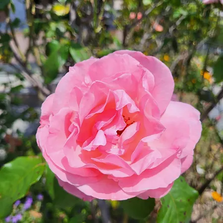 Casa Intignano - Con Terrazzo Vista Tremezzo