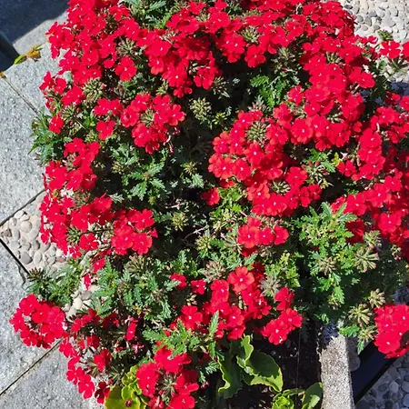 Casa Intignano - Con Terrazzo Vista * Tremezzo