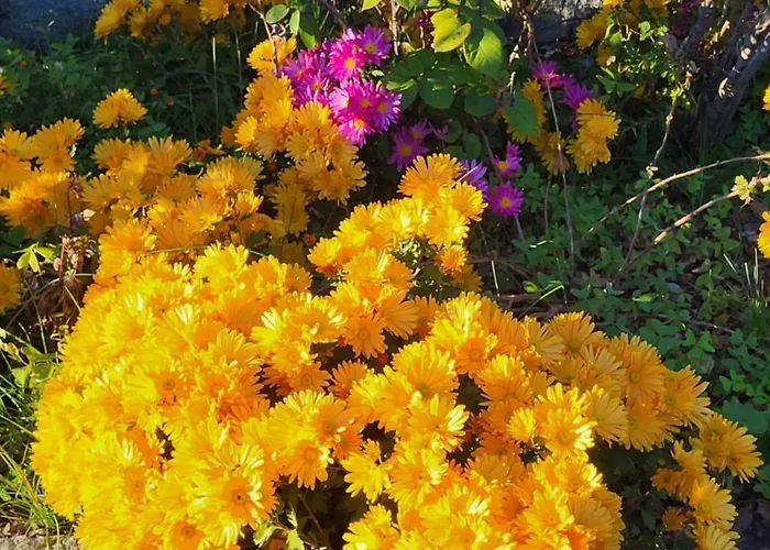 Casa Intignano - Con Terrazzo Vista Lägenhet Tremezzo