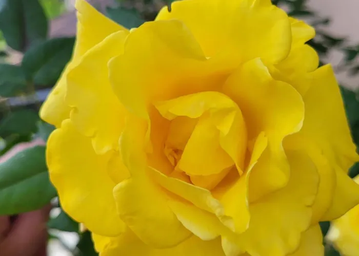 Casa Intignano - Con Terrazzo Vista *