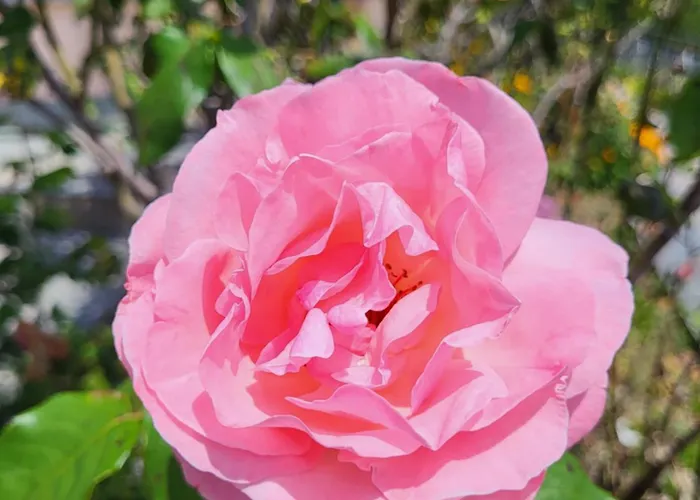 Casa Intignano - Con Terrazzo Vista Tremezzo