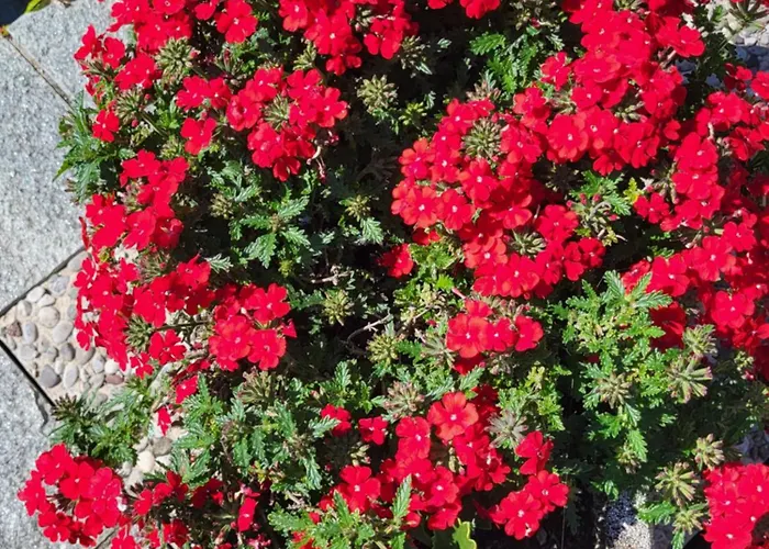 Casa Intignano - Con Terrazzo Vista * Tremezzo